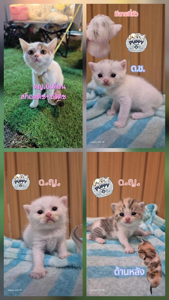 น้องแมวสก๊อติชผสมบริติช
