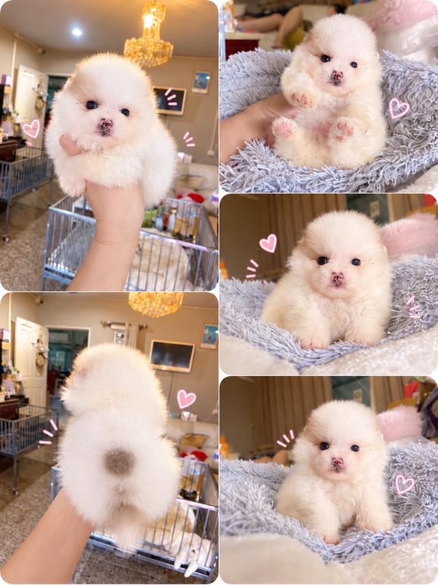 ลูกปอมเมอเรเนียนแท้ มาดูตัวจริงได้ มีบริการจัดส่งทั่วประเทศ  สอบถามได้นะคะ รูปที่ 7