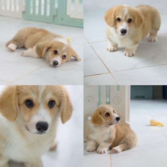 คอร์กี้ (Welsh Corgi)