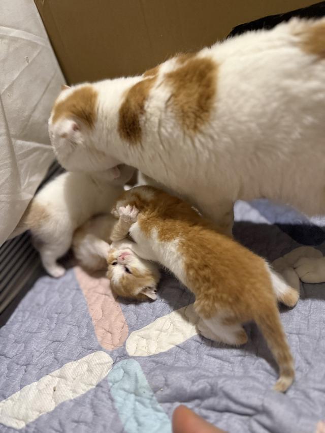 สัตว์เลี้ยง แมวสก็อตตีชโฟลด์ รูปที่ 4