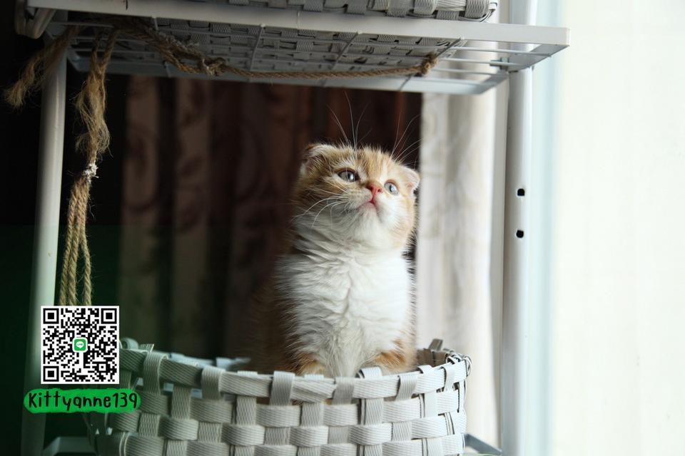 แมวสก็อตติชโฟลด์แท้แบ่งเลี้ยง รูปที่ 11