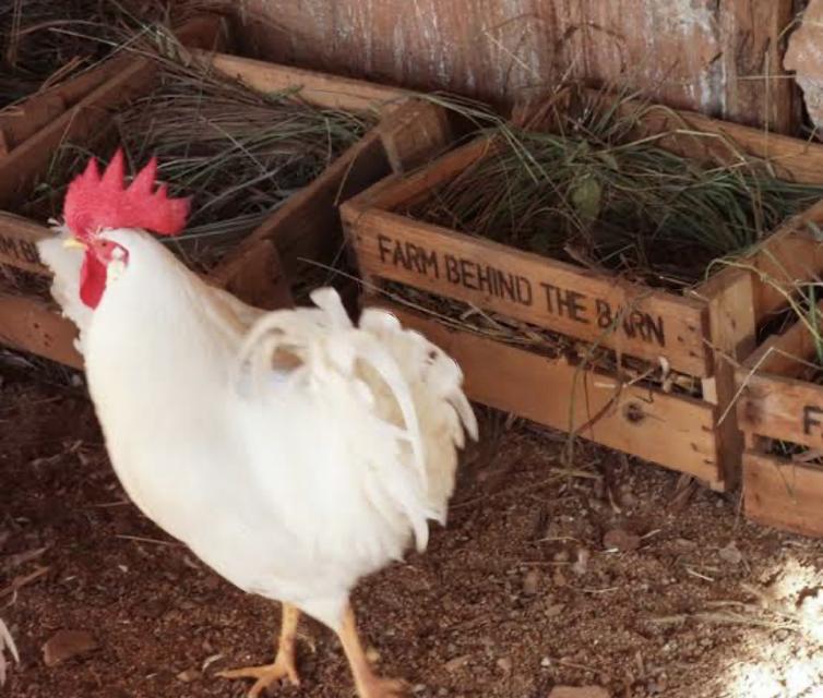 ไก่ไข่พันธุ์เลกฮอร์น (White Leghorn) 2