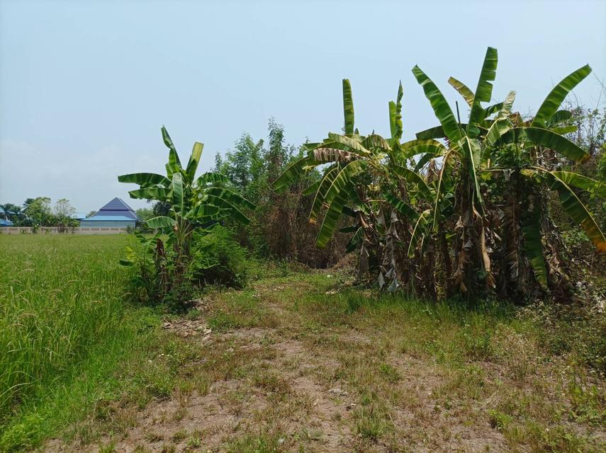 ขายที่ดิน 11ไร่95ตร.ว. ต.ป่าป้อง อ.ดอยสะเก็ด จ.เชียงใหม่ 10