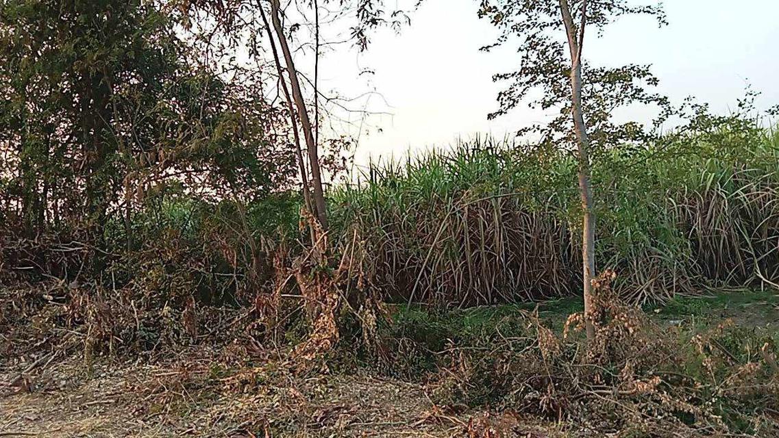 อสังหาริมทรัพย์ ที่ดิน 7