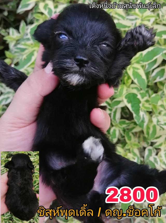 เปิดจอง ชิสุห์ผสม ปอม พุดเดิ้ล ชิวาว่า 11