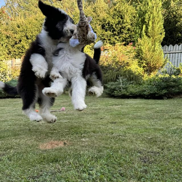 Bearded Collie Puppies รูปที่ 3