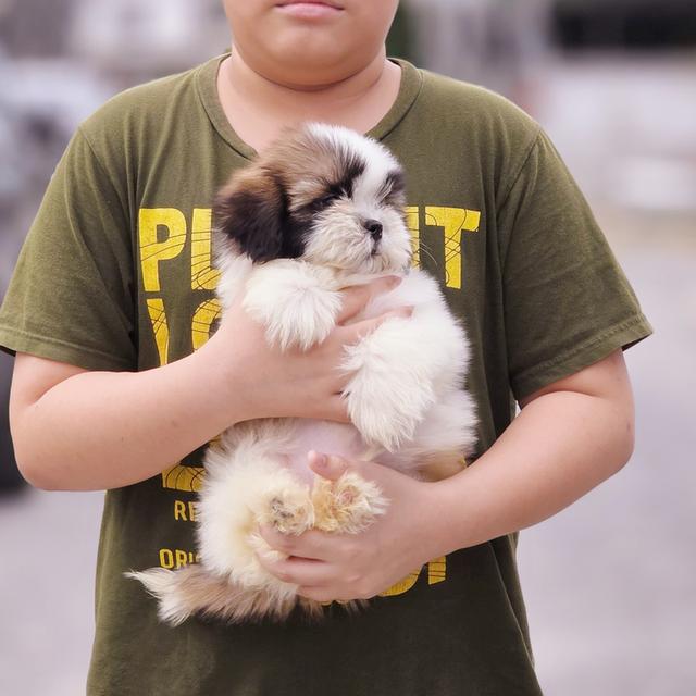 Shihtzu ชิสุหนุ่มหล่อพันธุ์แท้สวยน่ารักพร้อมย้ายบ้าน