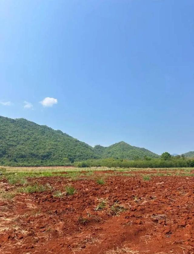 ขายที่ดินเขาวง หนองน้ำแดง เขาใหญ่ ปากช่อง 1.5ไร่ วิวเขาสวยมาก ถนนลาดยางสาธารณะ เดินทางสะดวก ใกล้ธนะรัชต์ มอเตอร์เวย์M6 ที่สูง ไม่เปลี่ยว บ้านตากอากาศ 6