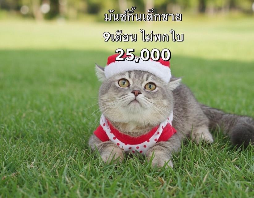 แมวมันช์กิ้น รวมเด็กๆมันช์กิ้นทั้งหมดของฟาร์ม