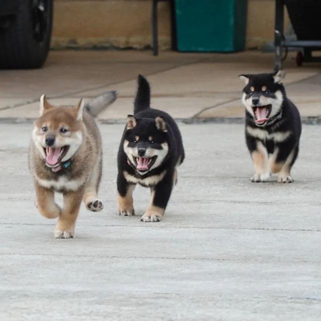 Shiba Inu puppies available