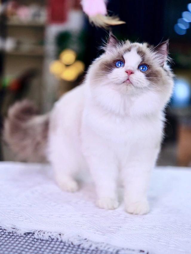 แมว Ragdoll ใบเพดwcf และรับนำเข้าแมวจาก ตปท.