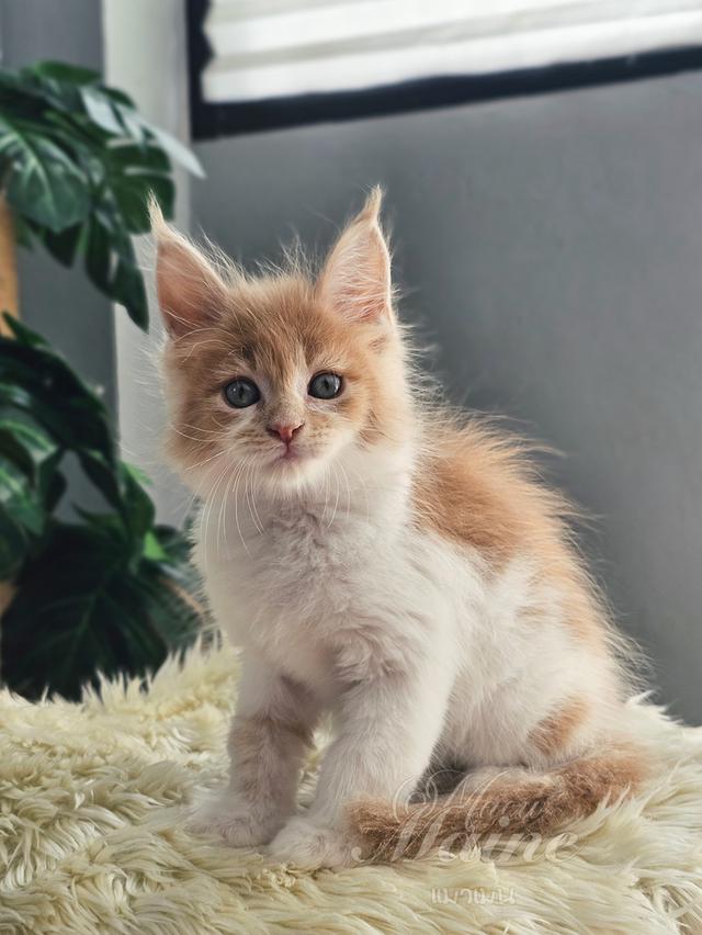 ลูกแมวเมนคูน สายพันธ์แท้ เพศเมีย 6