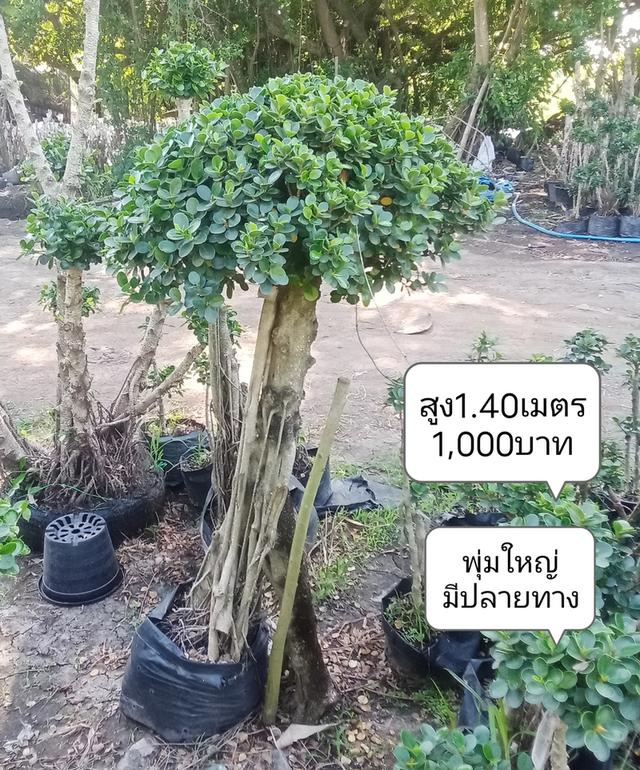 ไทรต่อยอดช้อนเงินช้อนทอง รูปที่ 18