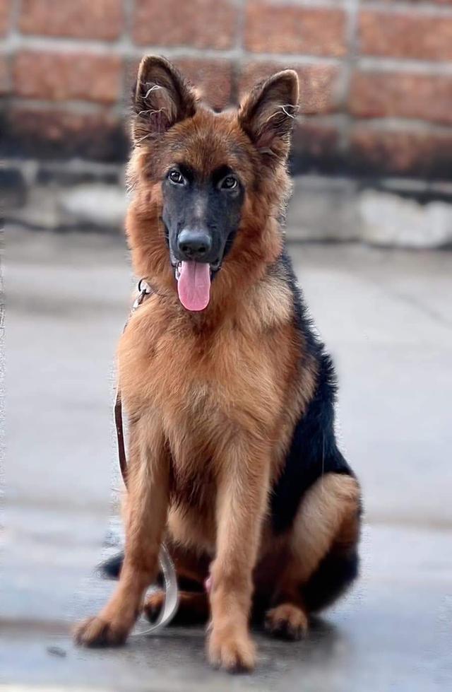 German Shepher 1