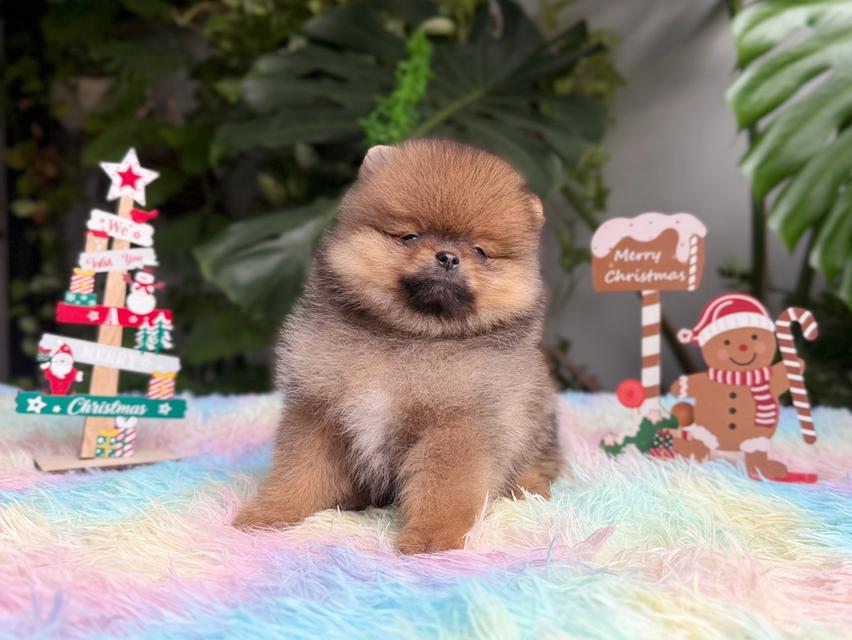 ปอมเมอเรเนียนแท้ เพศเมีย สีส้ม พิกัดรามอินทรา 3