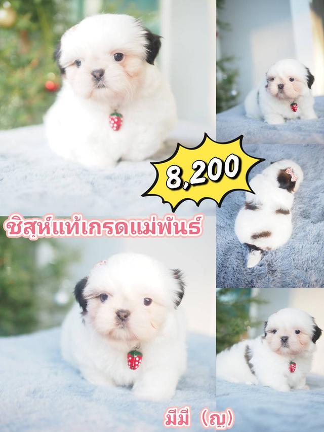 สัตว์เลี้ยง ชิสุ สุนัข