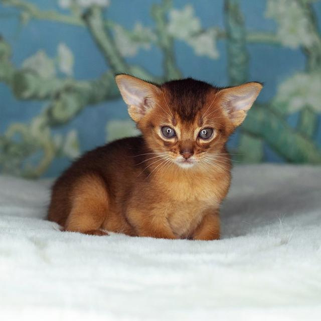 Abyssinian Kittens  WhatsApp me : +66 63 826 3042 รูปที่ 3
