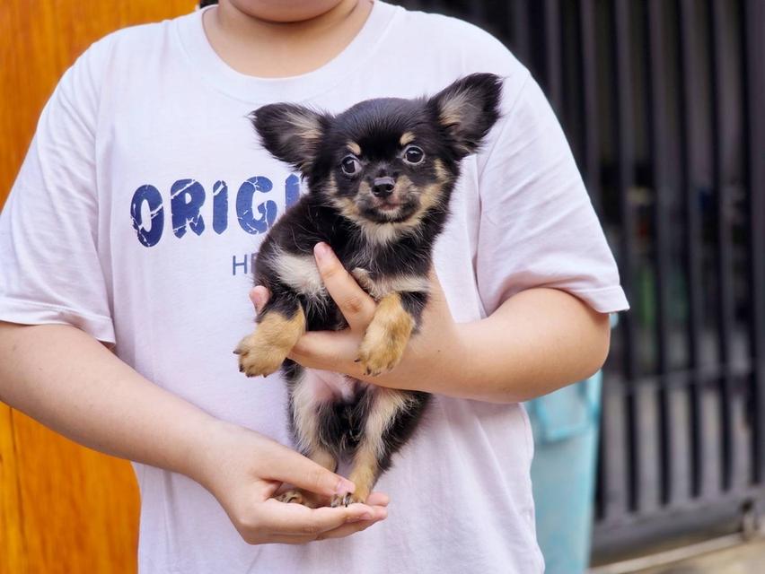 ชิวาวาแท้ขนยาว ขนสั้น พร้อมย้ายบ้านพิกัดรามอินทรา