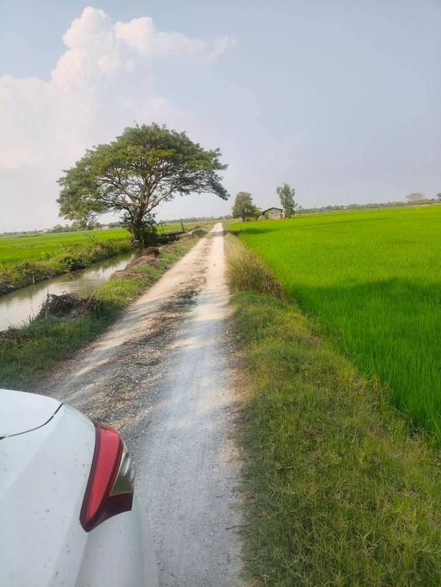 ขายที่เปล่า (ที่นา) จ. สุพรรณบุรี 9