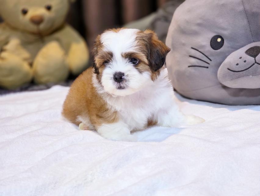 น้องเป๋าตุงสุดหล่อ shihtzu แท้น่ารักมาก 4