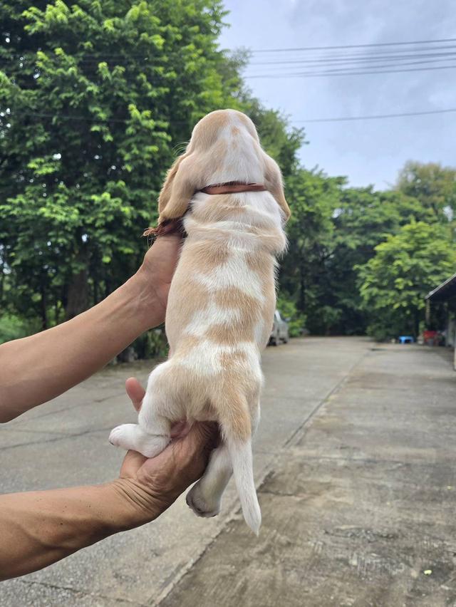 สุนัขพันธุ์ บาตเซ็ต ฮาวด์ 8