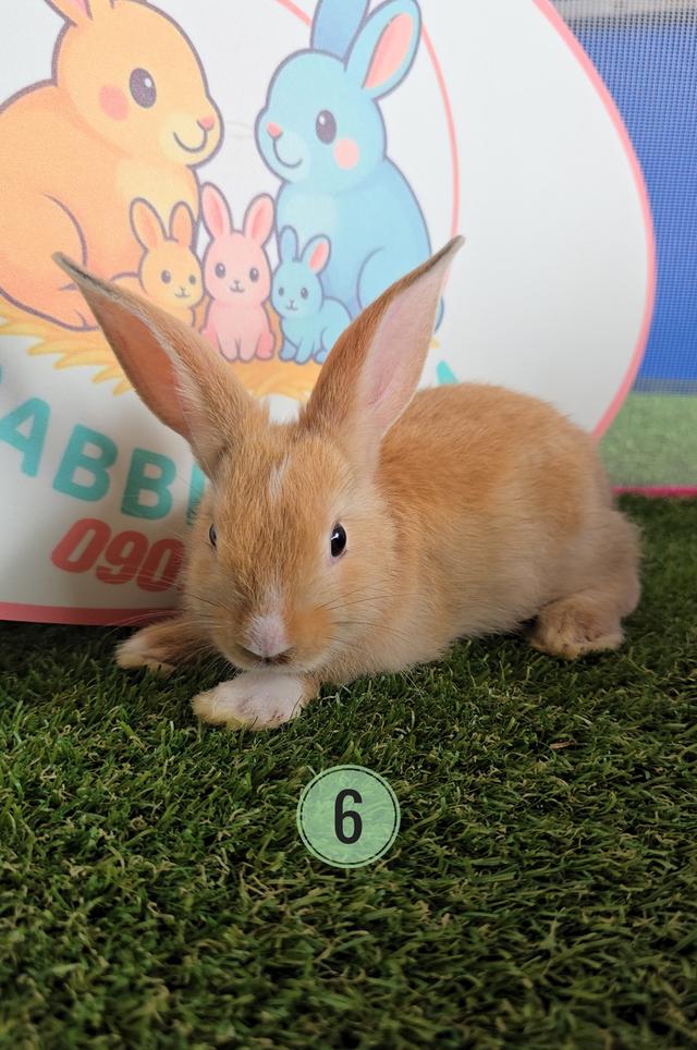 กระต่าย