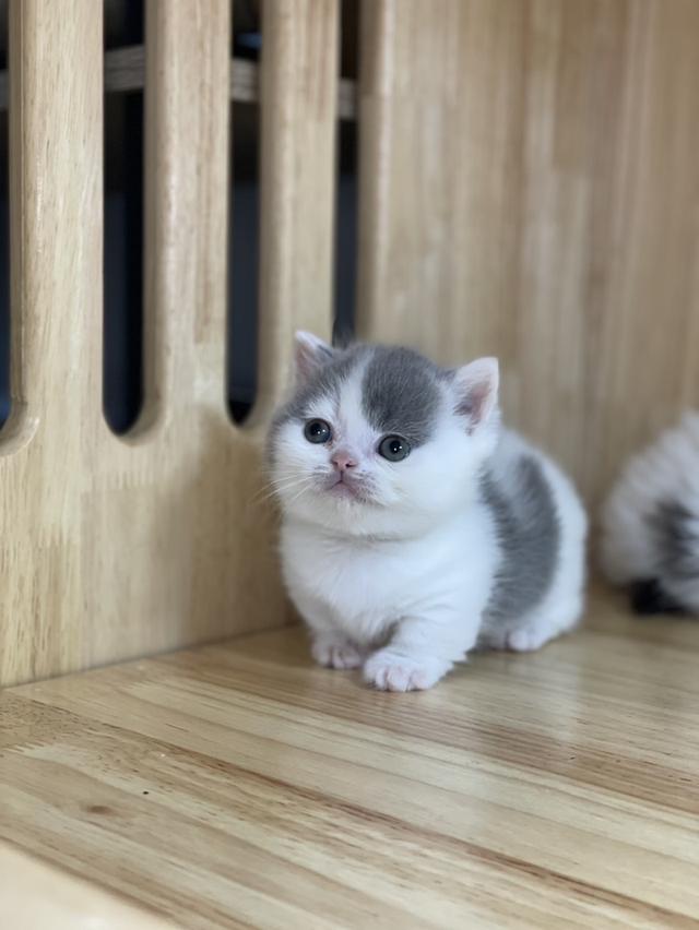 mini product image 3