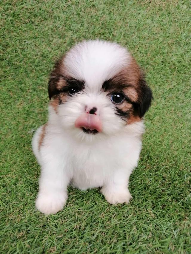 ชิสุห์เเท้ พร้อมย้าย 13