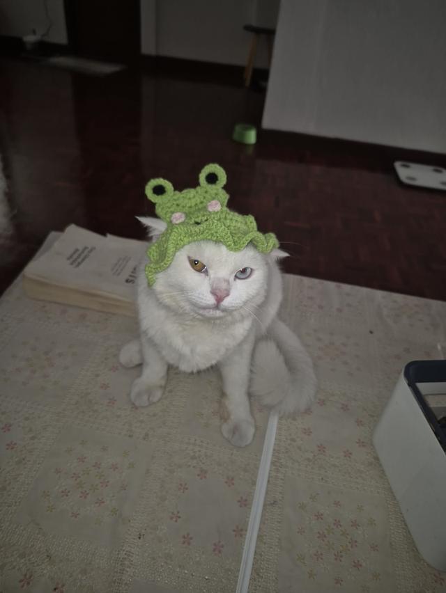 Two eyes color British shorhair & khao manee mix รูปที่ 4