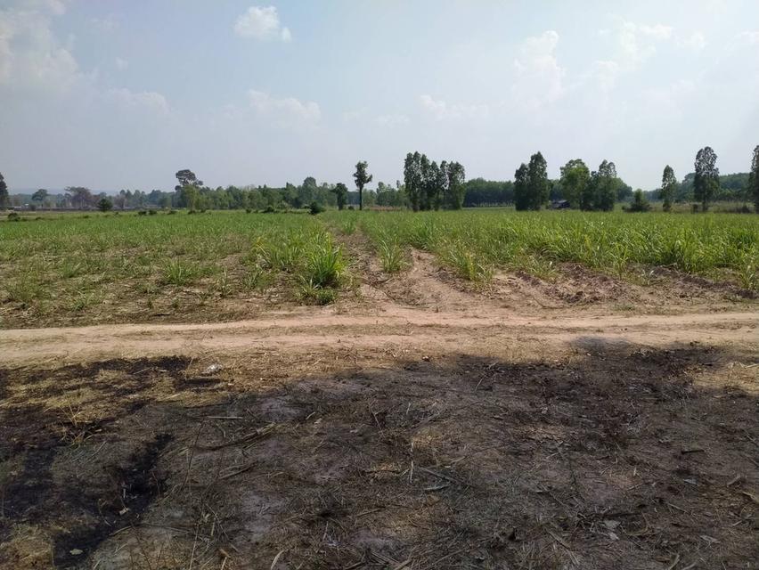 ขายที่ดิน จำนวน 43 ไร่ 3 งาน 49 ตารางวา 1