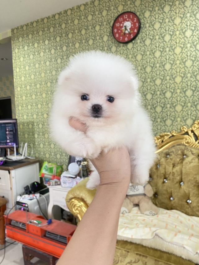 ลูกสุนัขปอมเมอเรเนียนแท้ อ้วนกลมหมี จิ๋วๆ