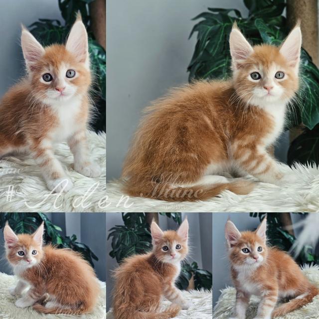 ลูกแมวเมนคูน เพศผู้ สายพันธ์แท้ 6