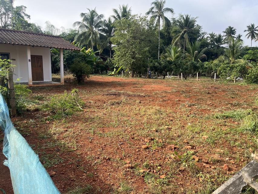 ขายด่วน! ที่ดินพร้อมบ้าน เนื้อที่ 1 งาน 94 ตารางวา 1