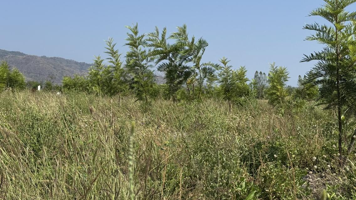 ที่ดินเปล่า 266 ตารางวา ต.วังชมภู อ.เมือง จ.เพชรบูรณ์ 9