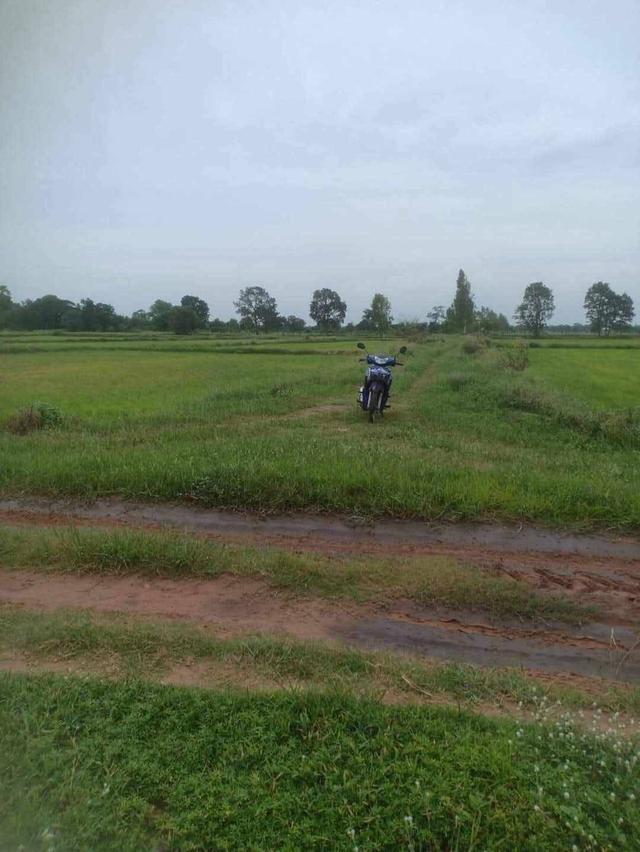 ที่ดินไร่หลักแสนมีอยู่จริงที่ทุกคนต้องรีบจัด 12