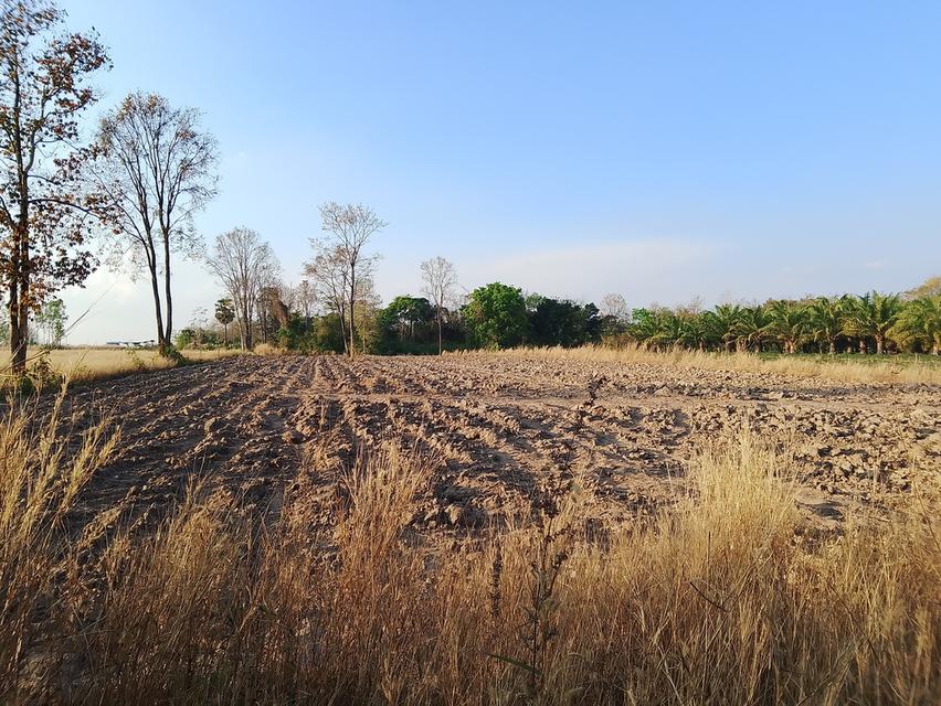 ​"ขายด่วน! ที่ดินโฉนดครุฑแดง 5 ไร่ (ปลอดภาระ) อ.ชานุมาน จ.อำนาจเจริญ ใกล้ รพ.ชานุมาน" 4