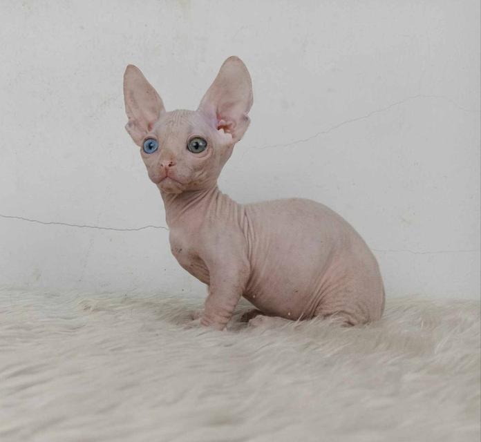 34.แมวแบมบิโน่/เพศผู้ หาบ้าน Bambino Cat/Male looking for a new home ตาสองสี/Odd-eyed 6