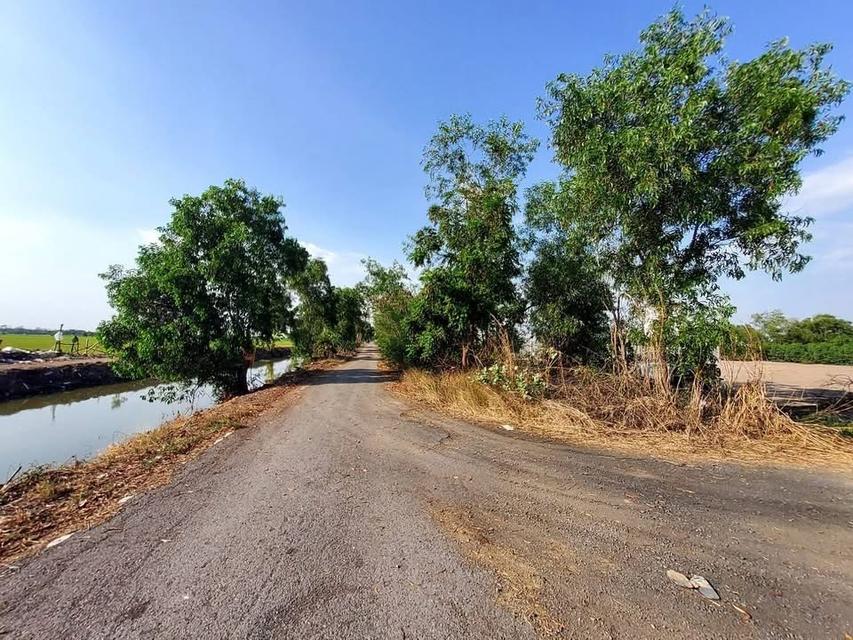 ขายที่ดินคลองห้า 2 ไร่ แปลงมุม ถมแล้ว ติดถนนคอนกรีต ซอย กลั่นกรอง อ.คลองหลวง จ.ปทุมธานี 2