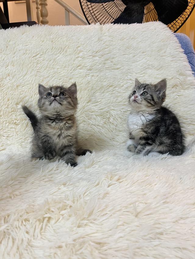 แมวสก๊อตติช   🥰😁😁❌❌❌❌ 17