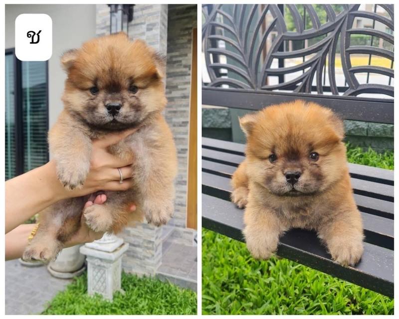 ลูก Chow Chow ราคาเบาๆ