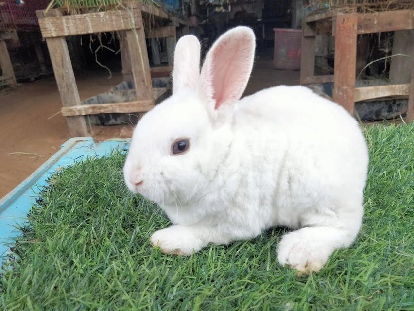 Mini Rex พร้อมย้ายบ้านค่า 2