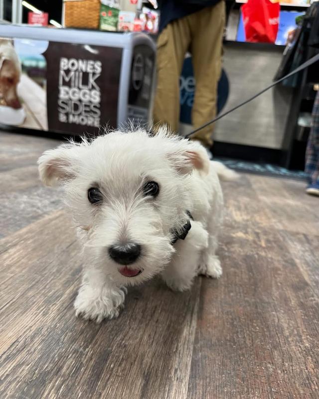 ลูก West Highland White Terrier แท้ 2