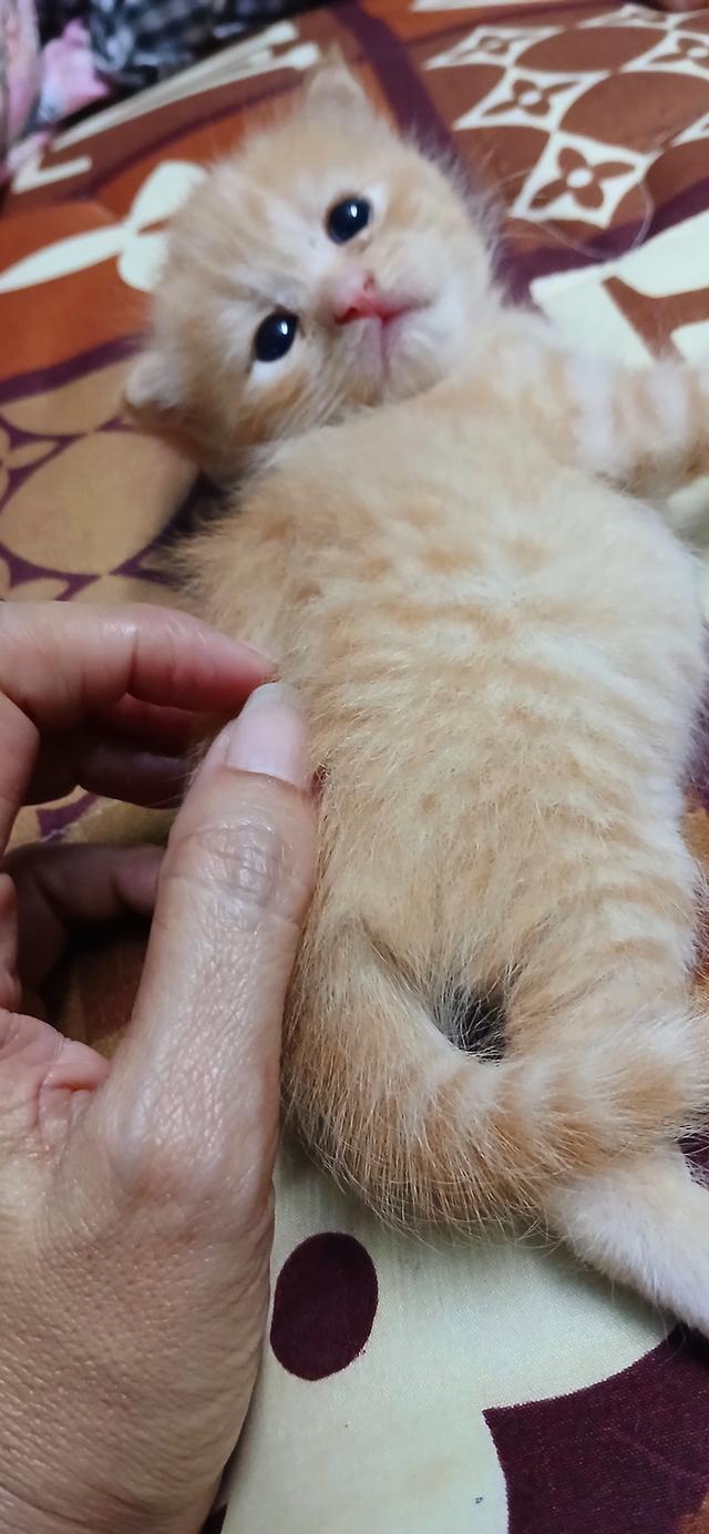 แมวสก๊อตติช 3