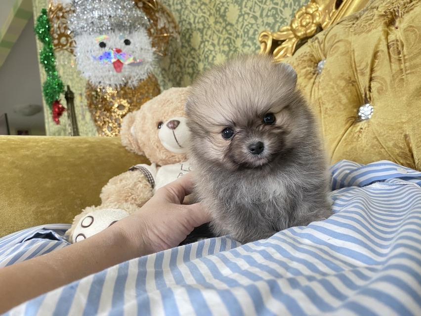 ลูกปอมแท้ อ้วนกลมฟู หมีๆ  4