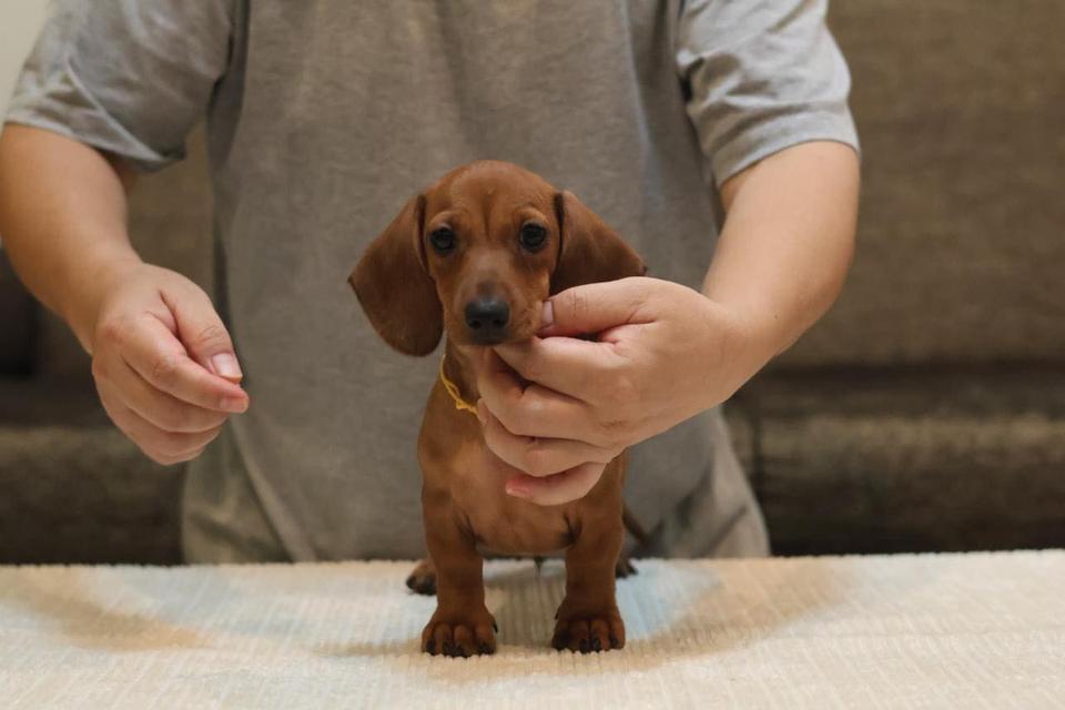 house Miniature trained dachshund puppies รูปย่อยที่ 3