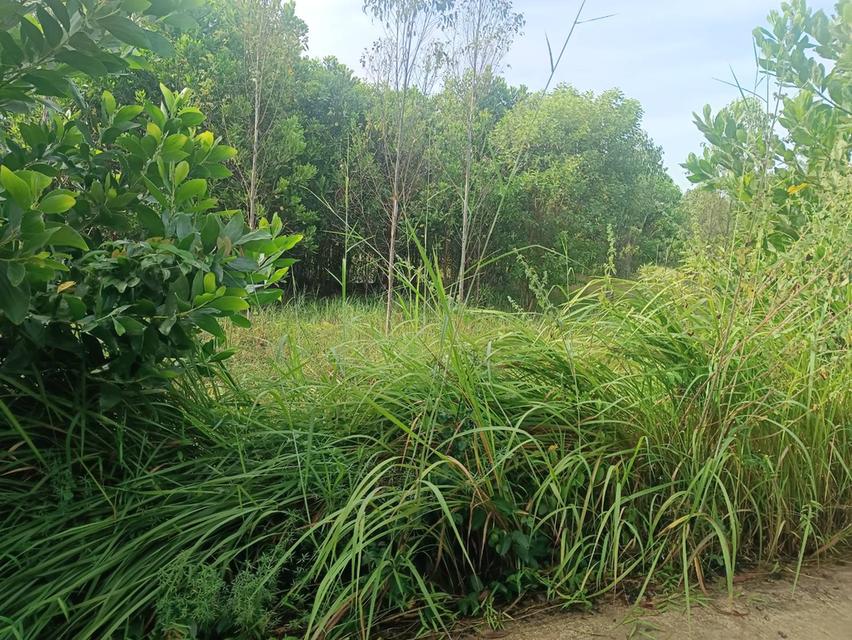 ขายที่ดินนนทรี 18 ไร่ ใกล้ถนนเส้นสุวรรณศร33-2กม. อ.กบินทร์บุรี ปราจีนบุรี 3