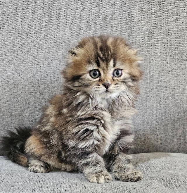 สก็อตติชโฟลด์ บุ้งกี๋ 8