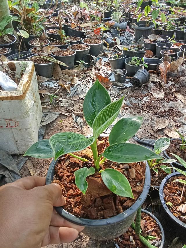 ต้นไม้  ไม้ดอกไม้ประดับ รูปที่ 13