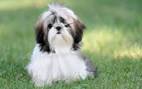 ชิสุ (Shih Tzu) 4