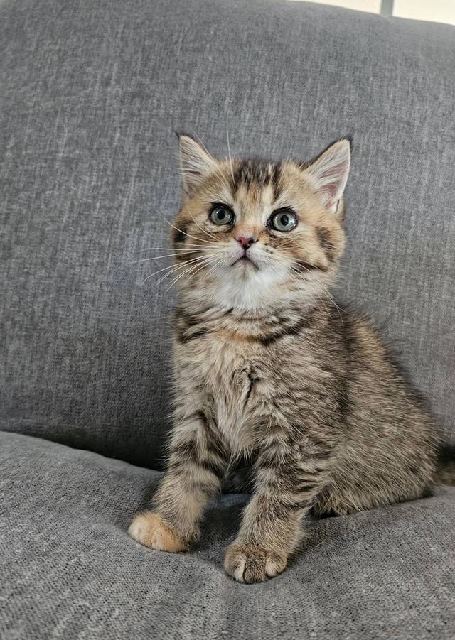 โคโค่ สก็อตติชโฟลด์แท้ 4